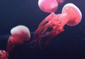 Rhopilema esculentum (also known as flame jellyfish) 